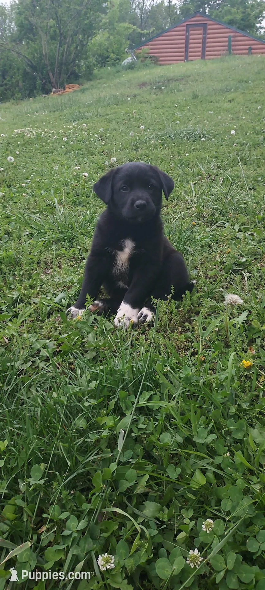 Violet, a female Great Pyrenees and Labrador Retriever for sale in Bronson, KS – Photo 2 of 2