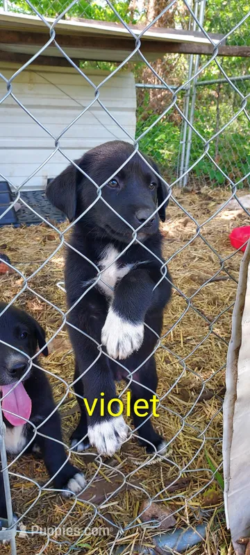Violet – Great Pyrenees, Labrador Retriever puppy for sale in Bronson, KS
