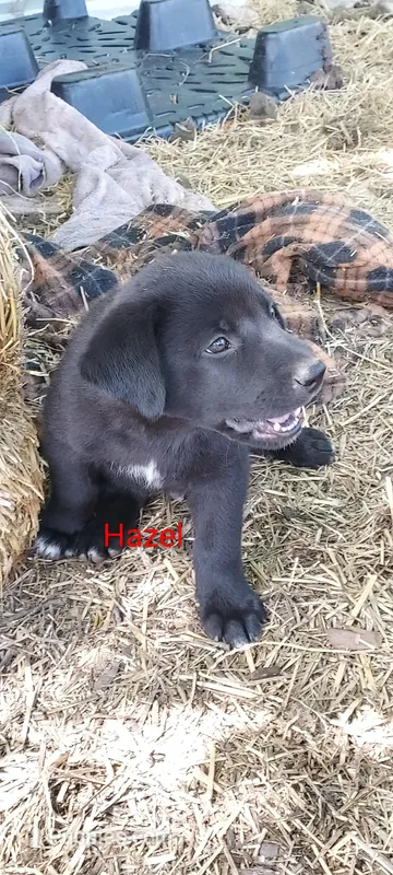 Hazel – Great Pyrenees, Labrador Retriever puppy for sale in Bronson, KS