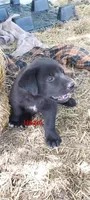 Hazel, a male Great Pyrenees and Labrador Retriever for sale in Bronson, KS – Photo 2 of 2