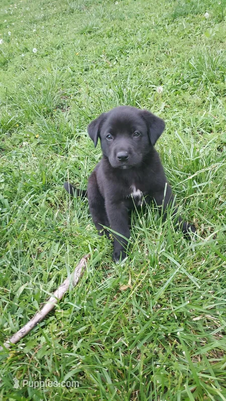 Hazel – Great Pyrenees, Labrador Retriever puppy for sale in Bronson, KS