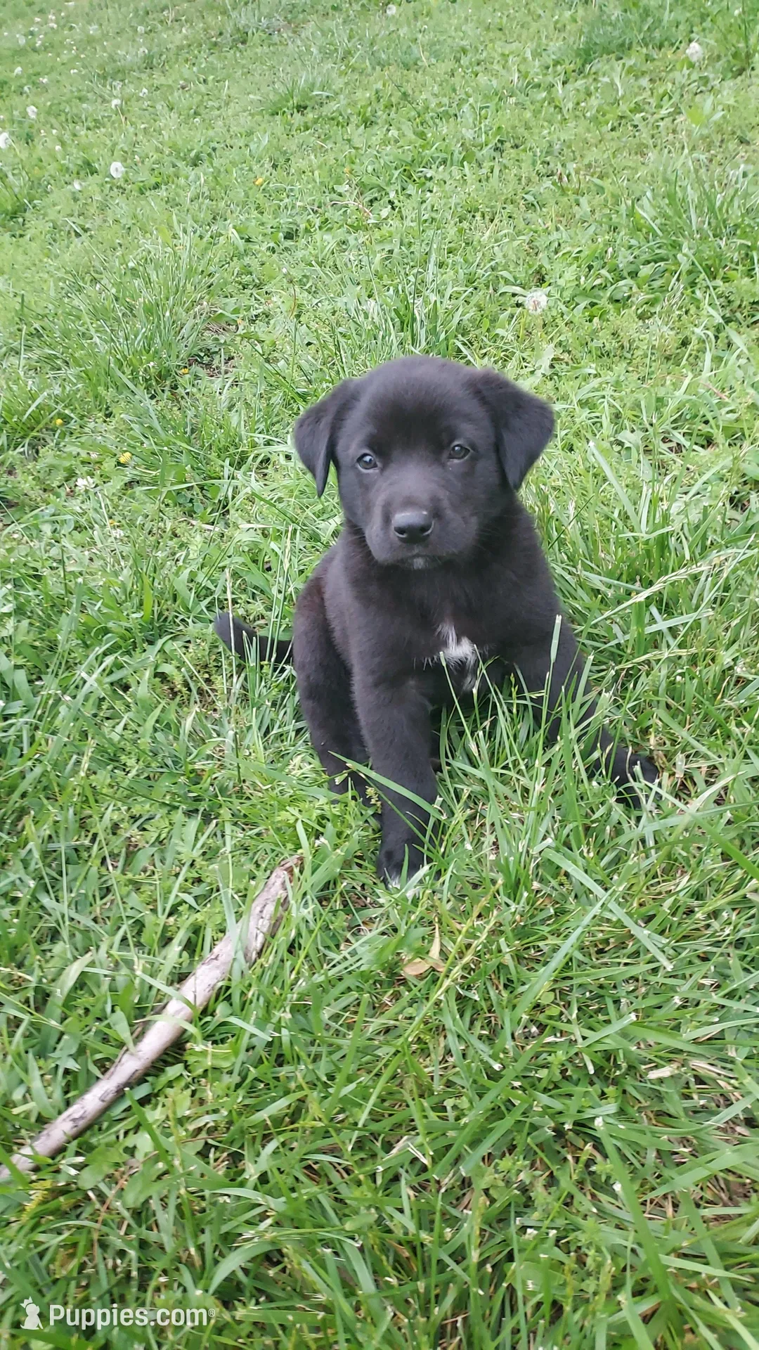 Hazel, a male Great Pyrenees and Labrador Retriever for sale in Bronson, KS – Photo 1 of 2