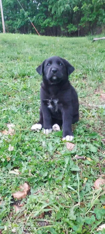 Bluebell – Great Pyrenees, Labrador Retriever puppy for sale in Bronson, KS