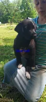 Bluebell, a female Great Pyrenees and Labrador Retriever for sale in Bronson, KS – Photo 2 of 2