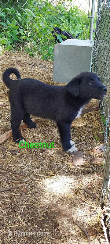 Chestnut  – Great Pyrenees, Labrador Retriever puppy for sale in Bronson, KS