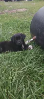 Chestnut , a male Great Pyrenees and Labrador Retriever for sale in Bronson, KS – Photo 1 of 2