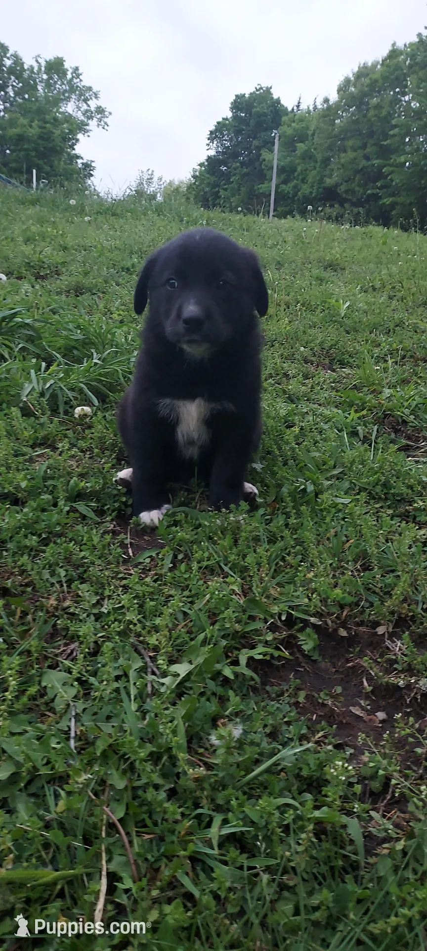 Walnut, a male Great Pyrenees and Labrador Retriever for sale in Bronson, KS – Photo 2 of 2
