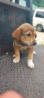 Peanut, a male Great Pyrenees and Labrador Retriever for sale in Bronson, KS – 3 of 3