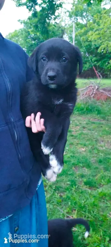 Rose – Great Pyrenees puppy for sale in Bronson, KS