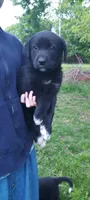 Rose, a female Great Pyrenees for sale in Bronson, KS – Photo 1 of 2