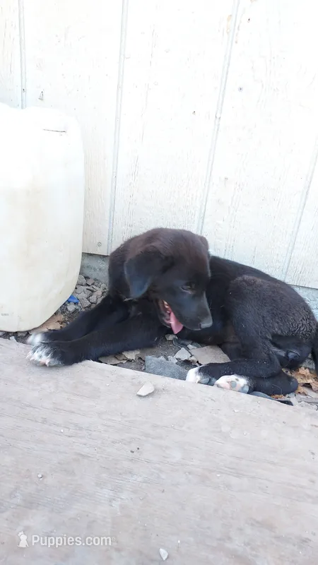 Rose – Great Pyrenees, Labrador Retriever puppy for sale in Bronson, KS