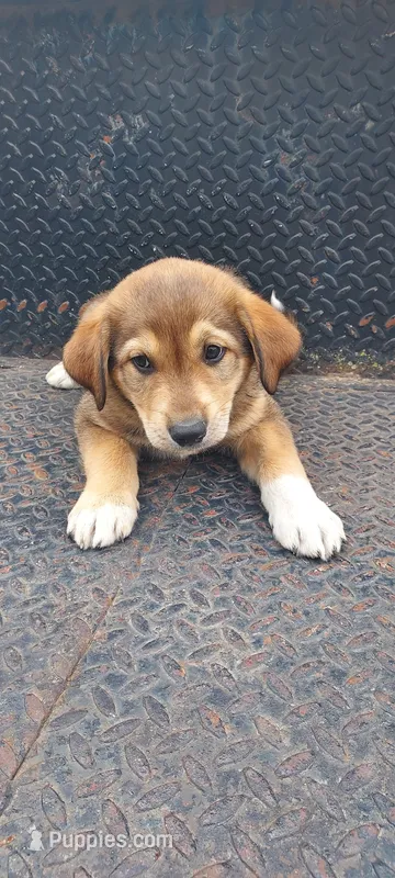 Peanut – Great Pyrenees, Labrador Retriever puppy for sale in Bronson, KS