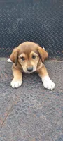 Peanut, a male Great Pyrenees and Labrador Retriever for sale in Bronson, KS – 1 of 3