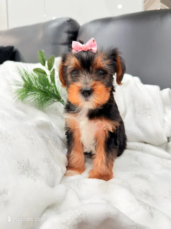 Hembra – Yorkshire Terrier puppy for sale in Texas City, TX