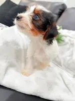 Macho , a male Yorkshire Terrier for sale in Dallas, TX – 4 of 4