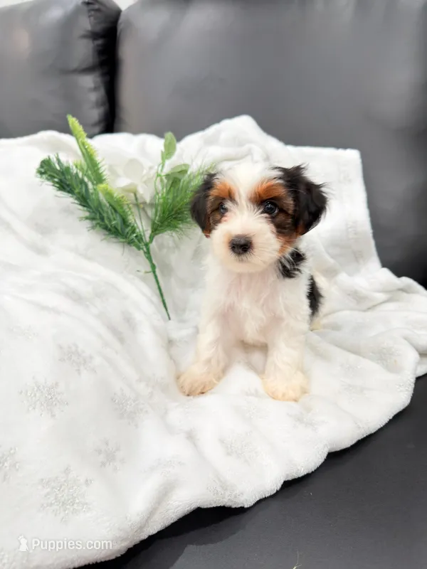 Macho – Yorkshire Terrier puppy for sale in Texas City, TX
