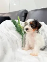Macho, a male Yorkshire Terrier for sale in Dallas, TX – 5 of 5