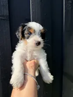 Macho , a male Yorkshire Terrier for sale in Texas City, TX – 1 of 1