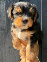Hembra, a male Yorkshire Terrier for sale in Texas City, TX – 1 of 1