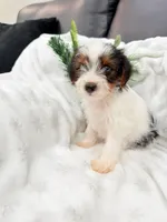 Macho , a male Yorkshire Terrier for sale in Dallas, TX – 3 of 4