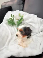 Macho, a male Yorkshire Terrier for sale in Dallas, TX – 3 of 5
