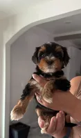 Macho , a male Yorkshire Terrier for sale in Texas City, TX – 1 of 1