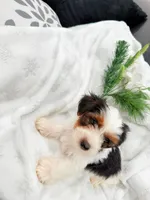 Macho, a male Yorkshire Terrier for sale in Dallas, TX – 4 of 5
