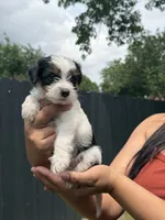 Macho, a male Yorkshire Terrier for sale in Texas City, TX – 1 of 1
