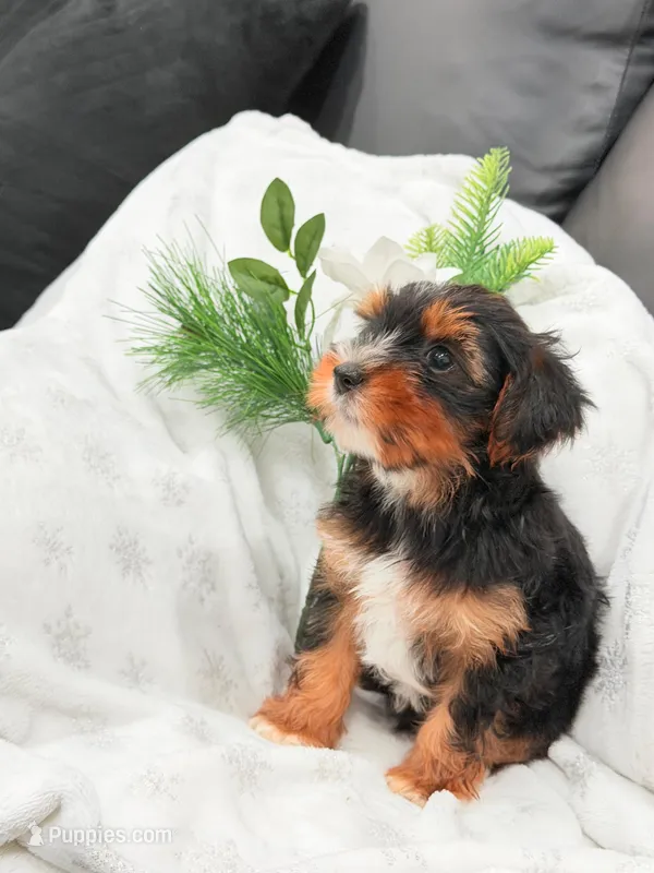 Macho  – Yorkshire Terrier puppy for sale in Texas City, TX