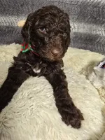 New Litter, a  Goldendoodle for sale in Grove City, OH – 3 of 10
