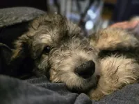 New Litter, a  Goldendoodle for sale in Grove City, OH – 9 of 10