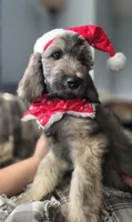 New Litter, a  Goldendoodle for sale in Grove City, OH – 7 of 10
