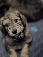 New Litter, a  Goldendoodle for sale in Grove City, OH – 4 of 10