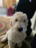 New Litter, a  Goldendoodle for sale in Grove City, OH – 10 of 10