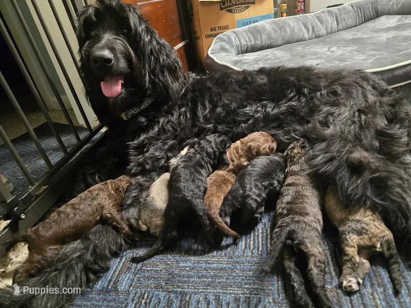 New Litter – Goldendoodle puppy for sale in Grove City, OH