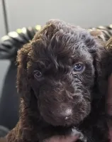 New Litter, a  Goldendoodle for sale in Grove City, OH – 6 of 10