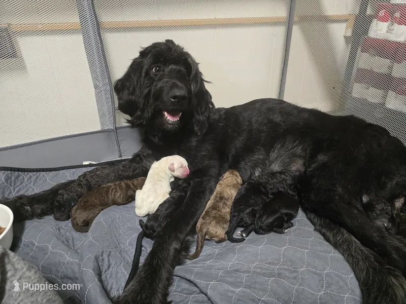 New Litter – Goldendoodle puppy for sale in Grove City, OH