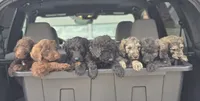 New Litter, a  Goldendoodle for sale in Grove City, OH – 8 of 10
