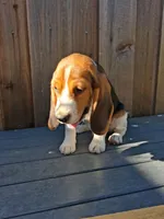 Happy Boy, a male Beagle Harrier for sale in Fairfield, CA – 3 of 3