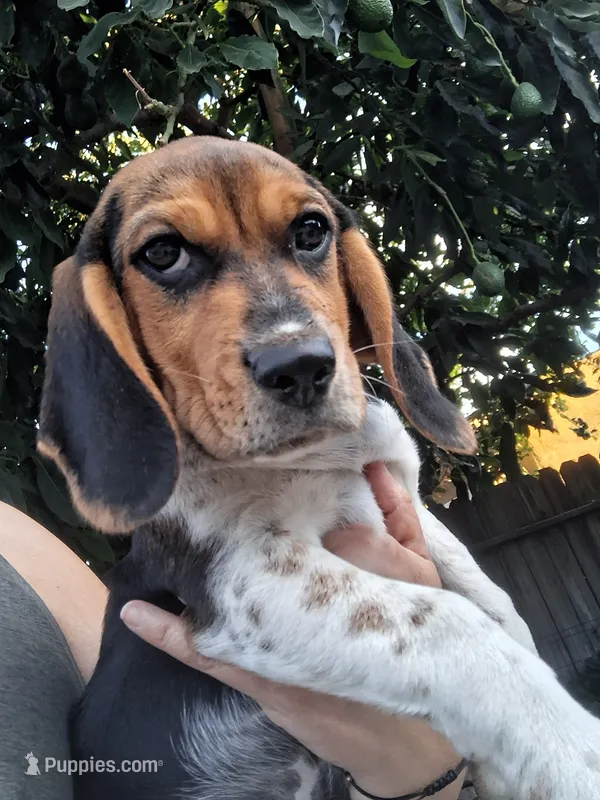 DJ – Beagle puppy for sale in Fairfield, CA