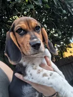 DJ, a male Beagle for sale in Fairfield, CA – 1 of 1