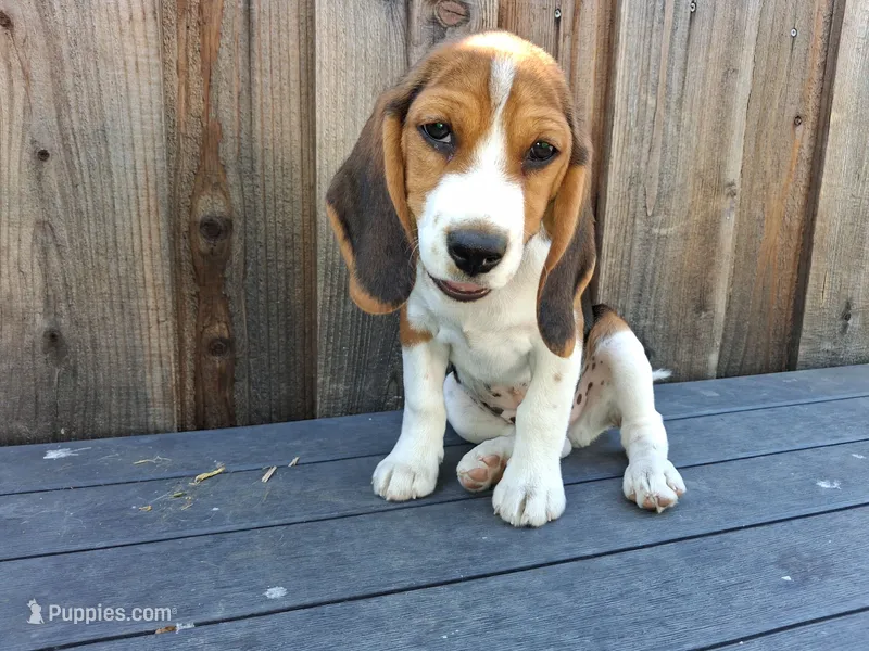 Happy Boy – Beagle Harrier puppy for sale in Fairfield, CA