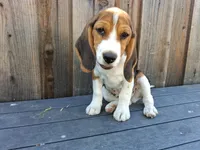 Happy Boy, a male Beagle Harrier for sale in Fairfield, CA – 1 of 3