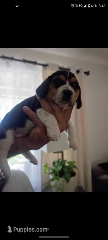 Rocket, a male Beagle for sale in Fairfield, CA – 1 of 1