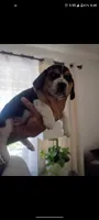 Rocket, a male Beagle for sale in Fairfield, CA – 1 of 1