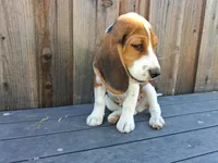 Happy Boy, a male Beagle Harrier for sale in Fairfield, CA – 2 of 3