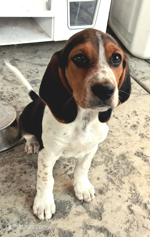 Freckles – Beagle puppy for sale in Fairfield, CA