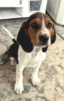 Freckles, a male Beagle for sale in Fairfield, CA – 1 of 1
