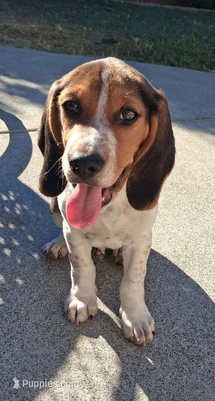 Freckles – Beagle puppy for sale in Fairfield, CA
