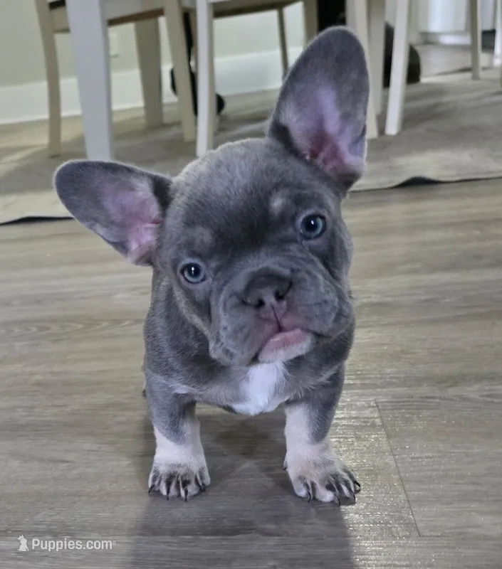 Chanel – French Bulldog puppy for sale in St. Louis, MO